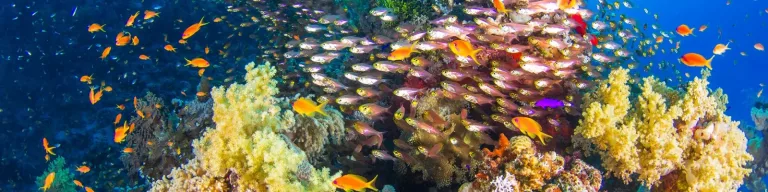 Croisière plongée Famille avec Anthias