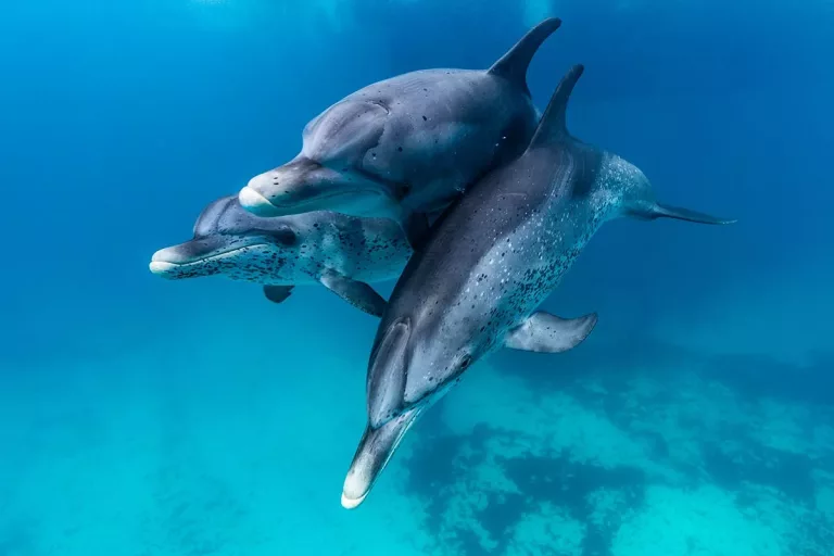 Croisière plongée Famille avec Anthias