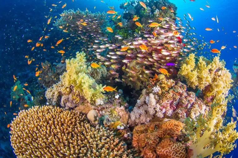 Croisière plongée Famille avec Anthias