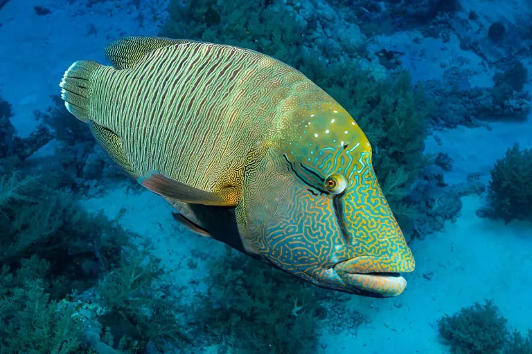 Croisière plongée Famille avec Anthias