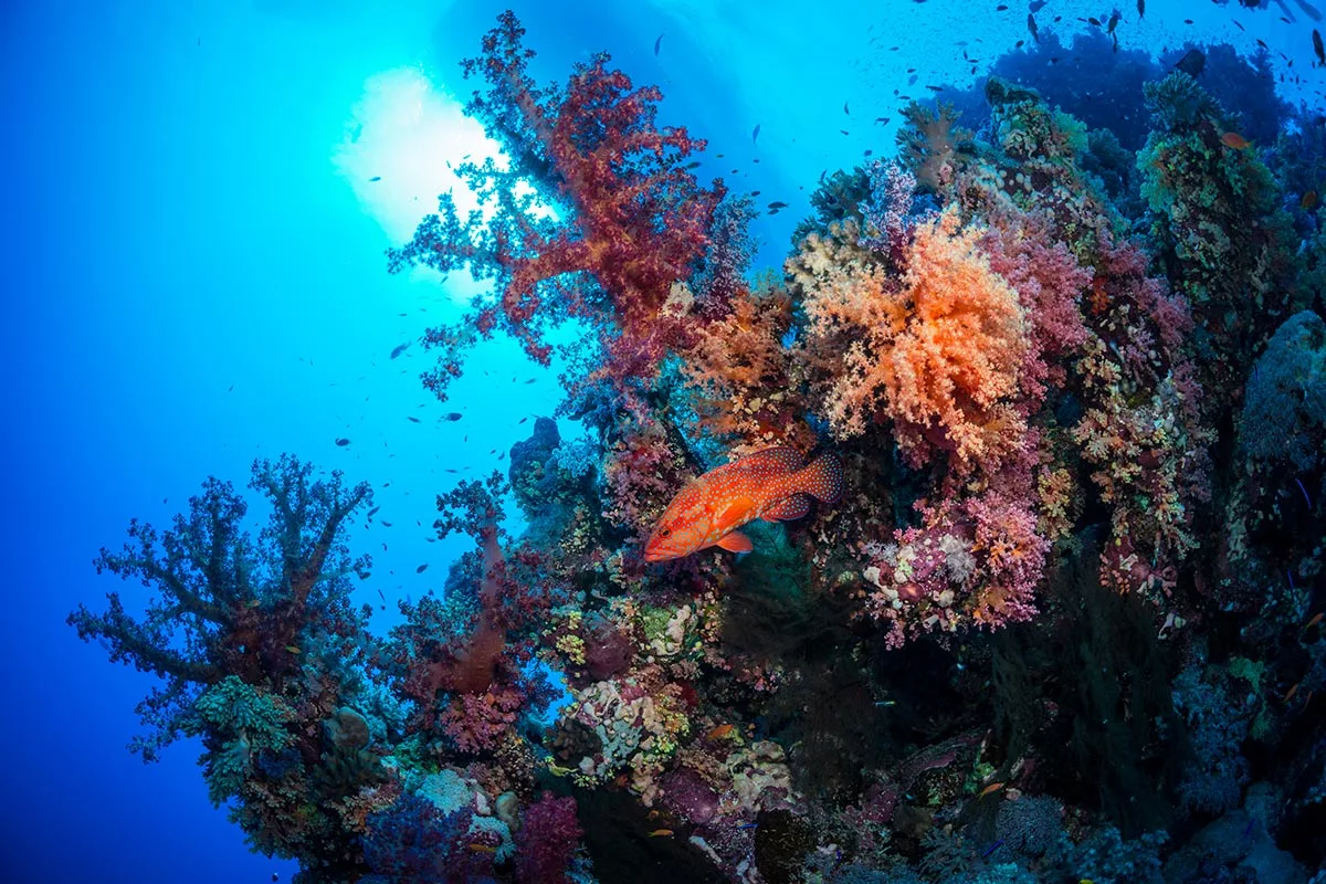 Croisière plongée Best of South avec Anthias