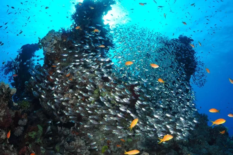 Croisière plongée Best of South avec Anthias