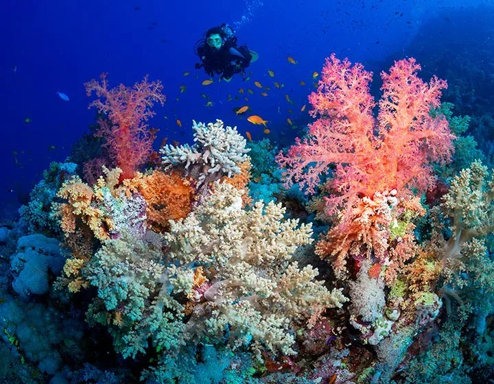 Croisière plongée à St John’s Reef avec Seafari