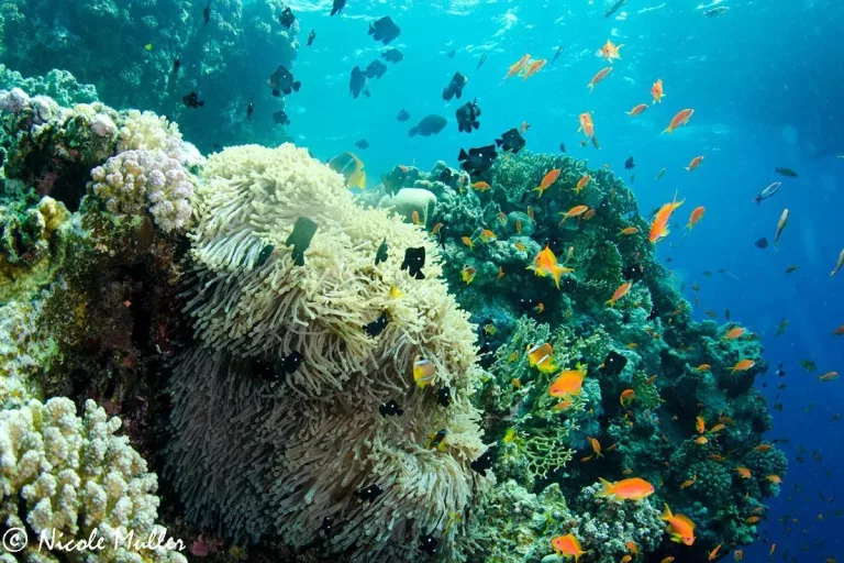 Croisière plongée à St John’s Reef avec Seafari