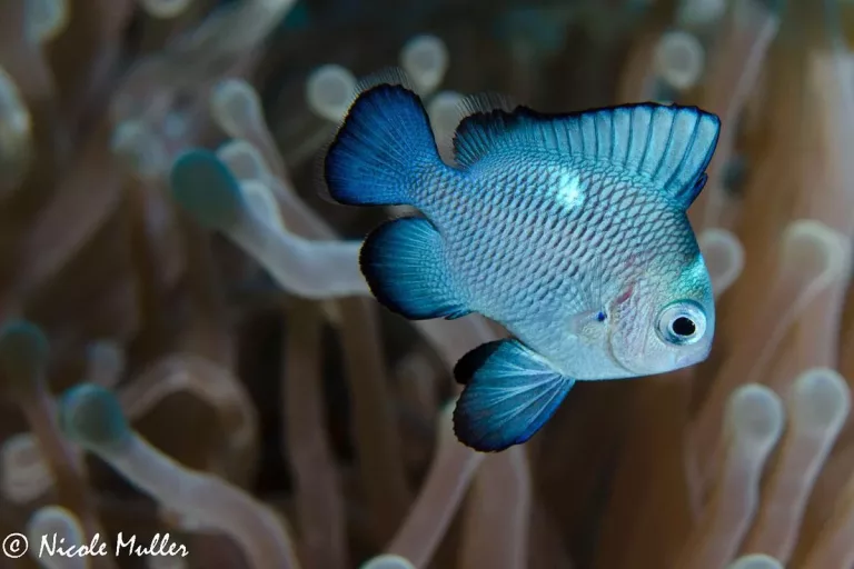 Croisière plongée à St John’s Reef avec Seafari
