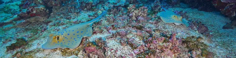 Croisière plongée Best of South avec Anthias