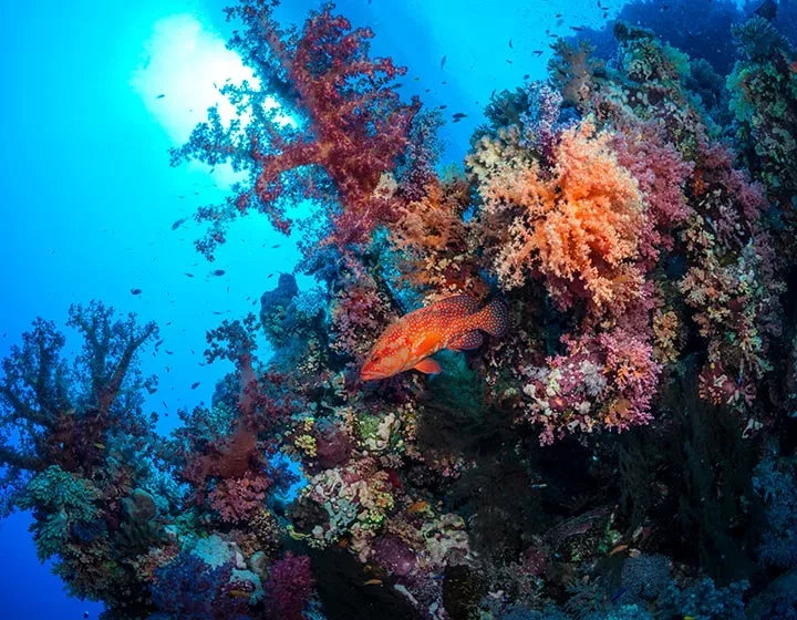 Croisière plongée Best of South avec Anthias