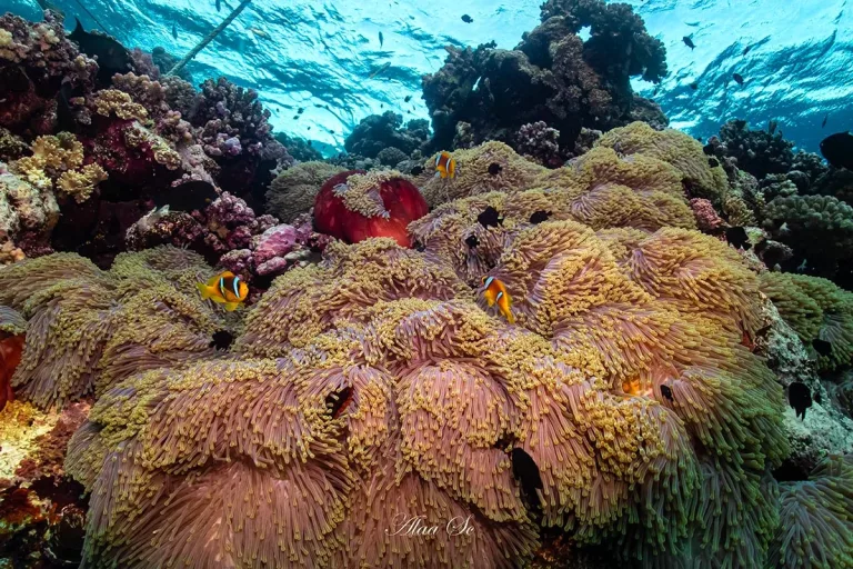 Croisière plongée Best of South avec Anthias