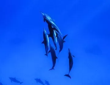 Croisière plongée Réserves Australes avec Diving Attitude