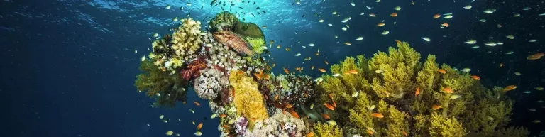 Croisière plongée Réserves Australes avec Diving Attitude