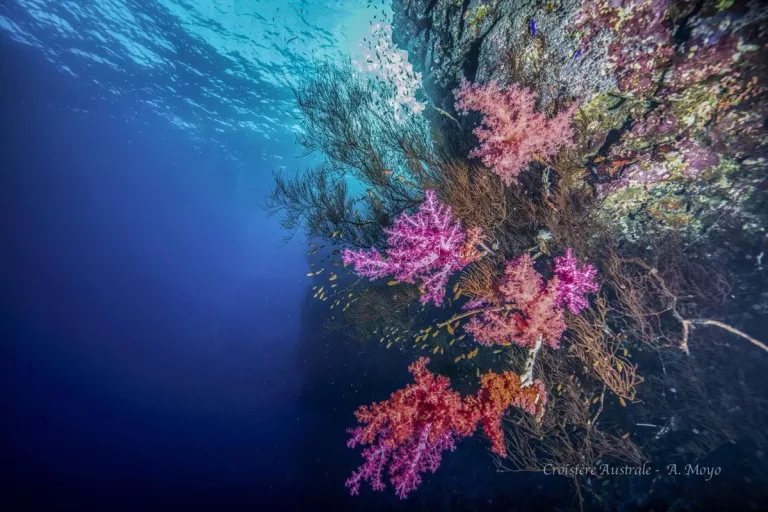 Croisière plongée Réserves Australes avec Diving Attitude