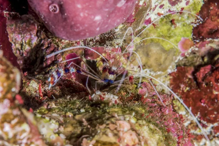 Croisière plongée Réserves Australes avec Diving Attitude