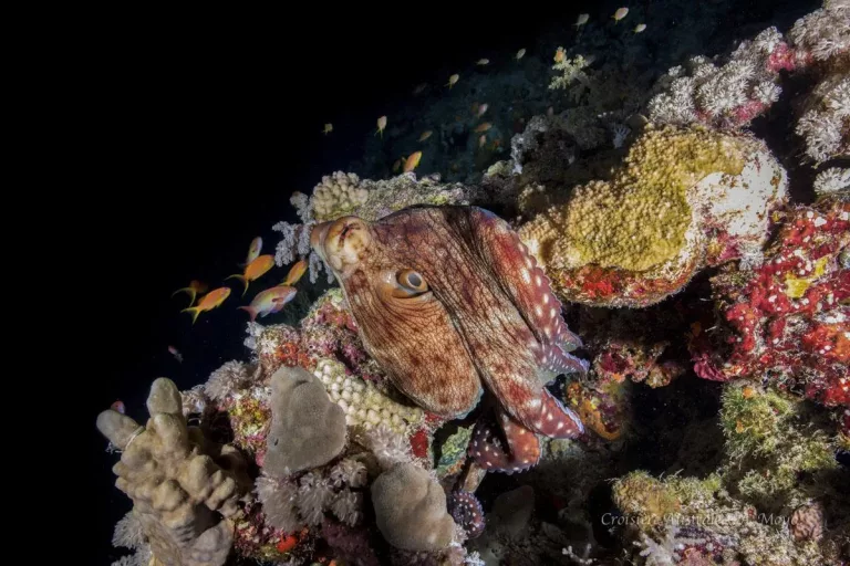 Croisière plongée Réserves Australes avec Diving Attitude
