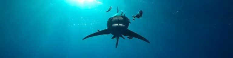 Croisière plongée Marine Park avec Seafari