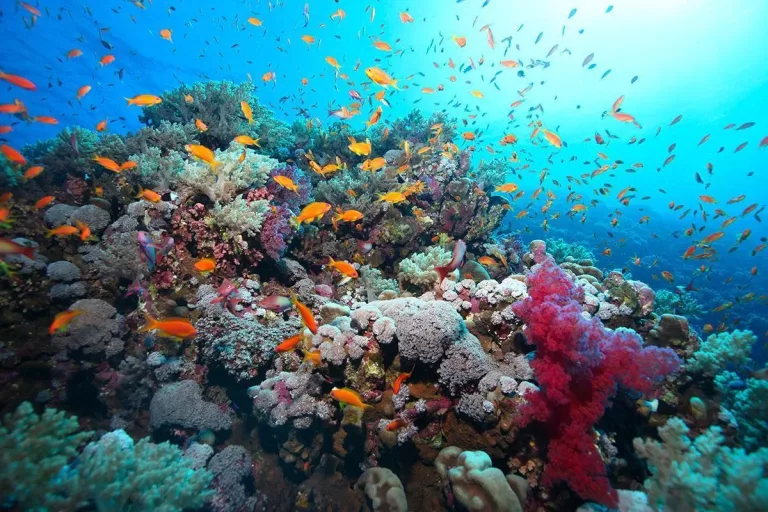 Croisière plongée Marine Park avec Seafari