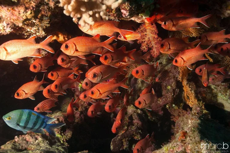 Croisière plongée Marine Park avec Seafari