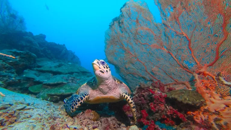 Croisière plongée aux Iles Similan du Nord au Sud avec Andaman Scuba