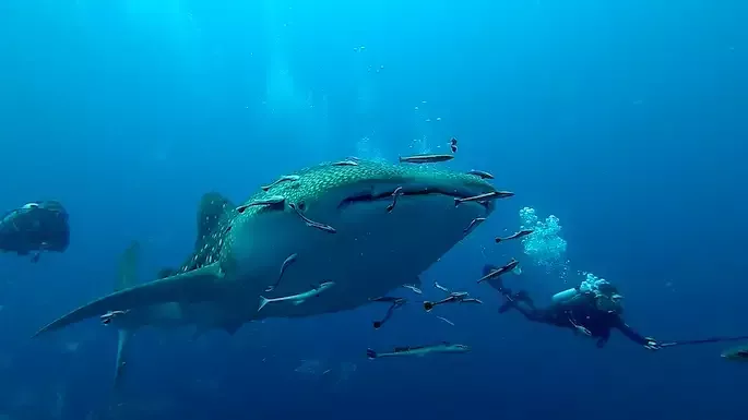 Croisière plongée aux Iles Similan du Nord au Sud avec Andaman Scuba