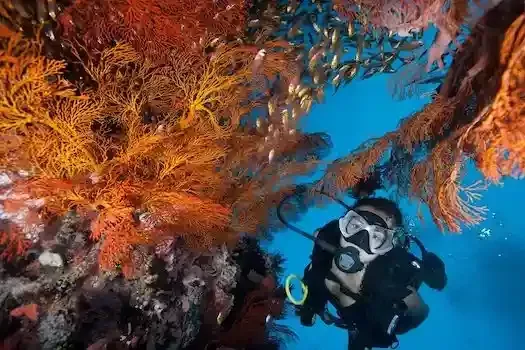 Croisière plongée aux Iles Similan du Nord au Sud avec Andaman Scuba