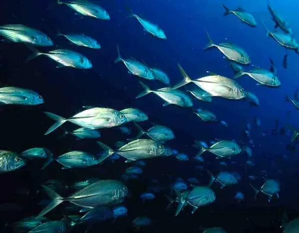 Croisière plongée itinéraire Spéciale Sud 10 nuits avec Seafari