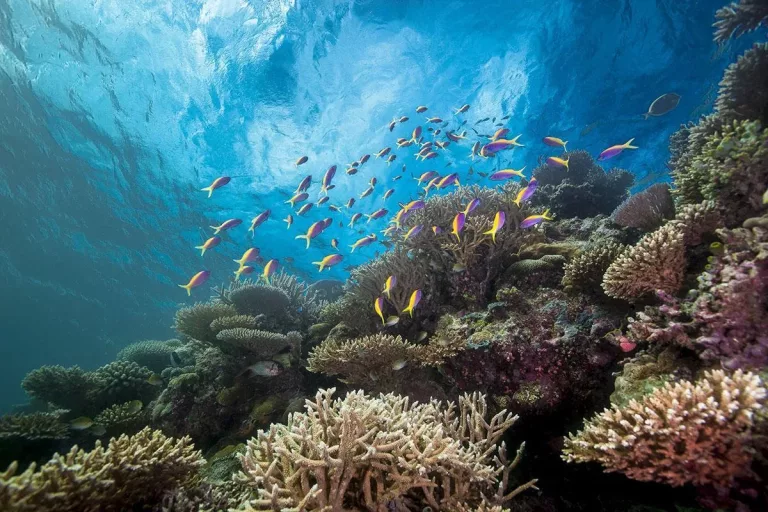 Croisière plongée itinéraire Spéciale Sud 10 nuits avec Seafari