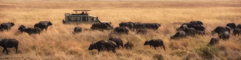 Safari animalier dans les réserves de Tanzanie