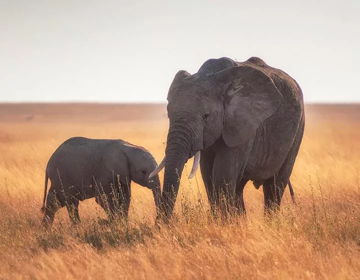 Safari animalier dans les réserves de Tanzanie