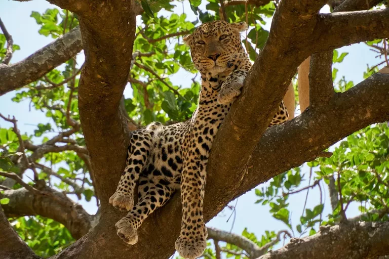 Safari animalier dans les réserves de Tanzanie