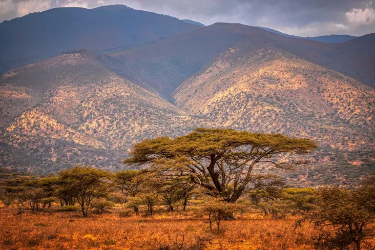 Safari animalier dans les réserves de Tanzanie