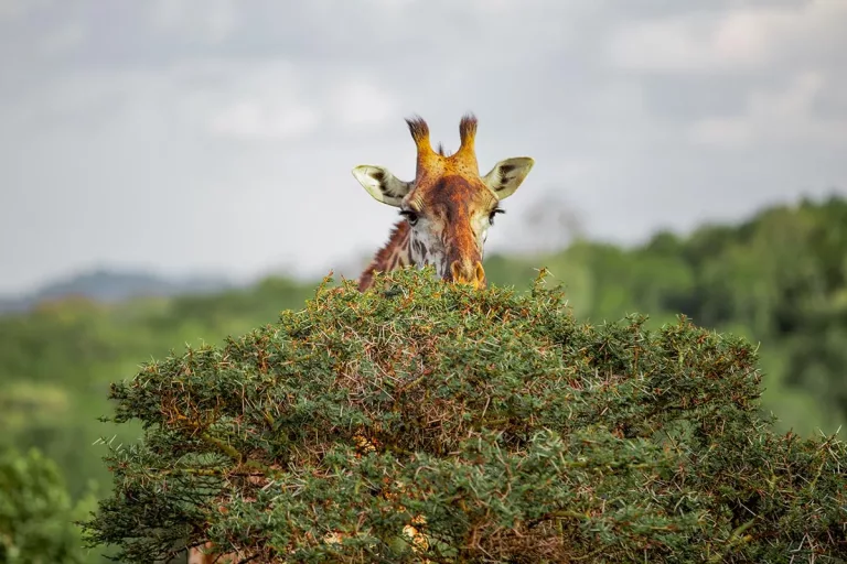 Safari animalier dans les réserves de Tanzanie