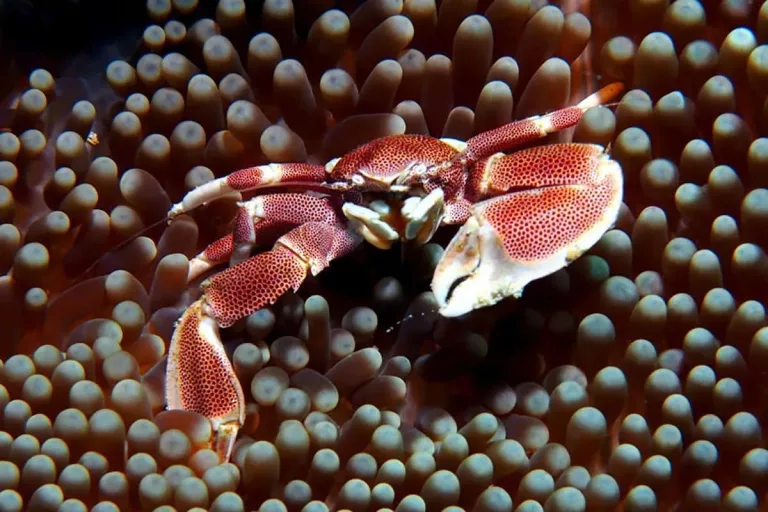 Voyage plongée à Zanzibar
