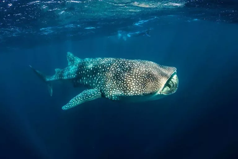 Voyage plongée à Watamu