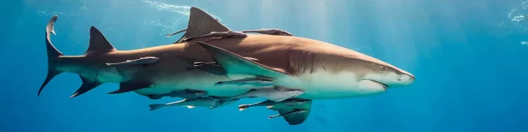 Croisière plongée Le long des Exuma Cays avec Aqua Cat