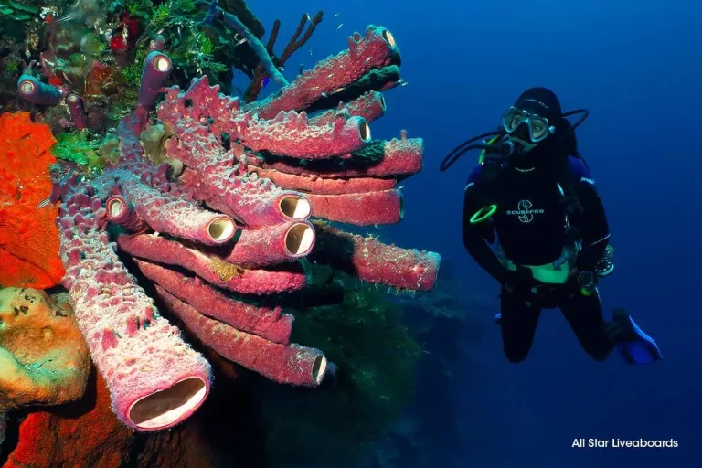 Croisière plongée Le long des Exuma Cays avec Aqua Cat