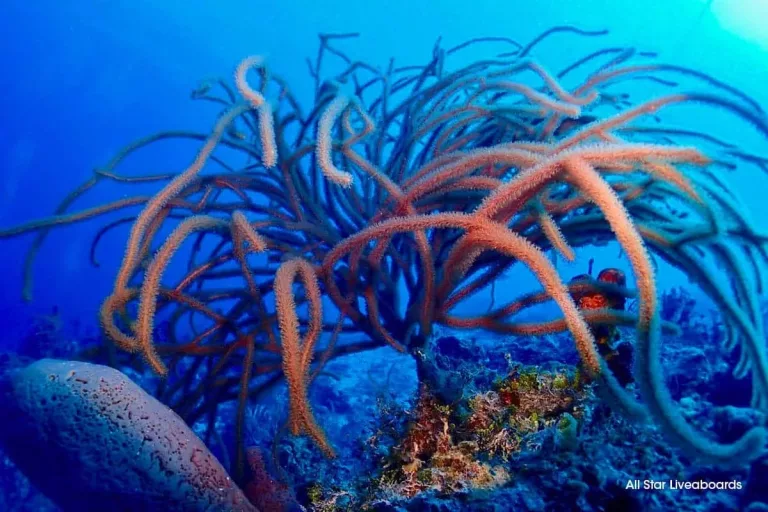 Croisière plongée Le long des Exuma Cays avec Aqua Cat