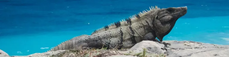 Autotour dans le Yucatán avec The Reef Marina