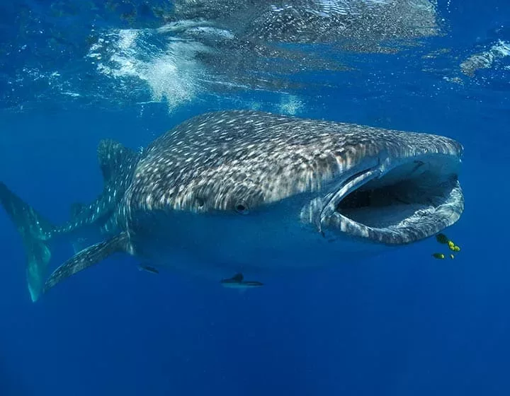Safari plongée aux îles Radames