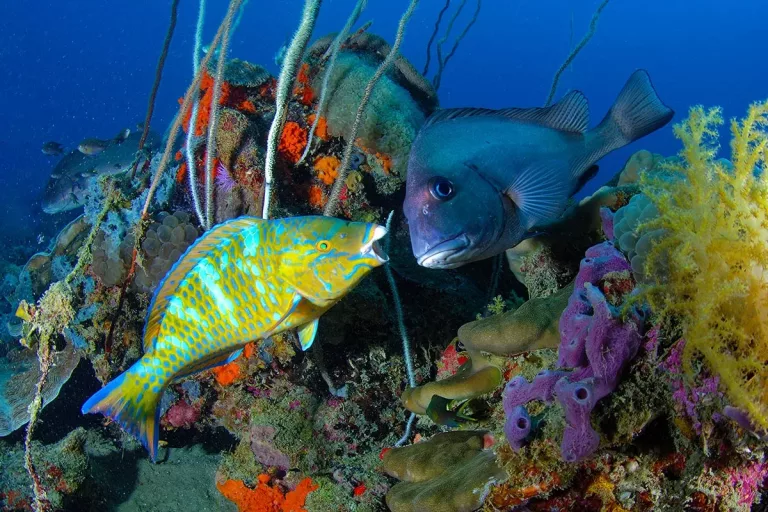 Safari plongée aux îles Radames