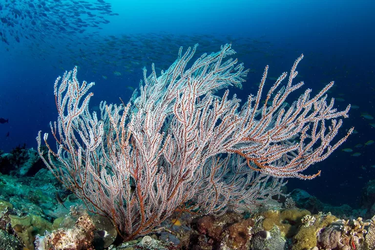 Croisière plongée aux îles Mitsio avec Diving Cattitude
