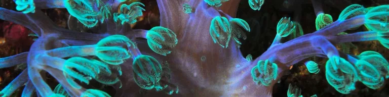 Croisière plongée aux îles Mitsio avec Diving Cattitude