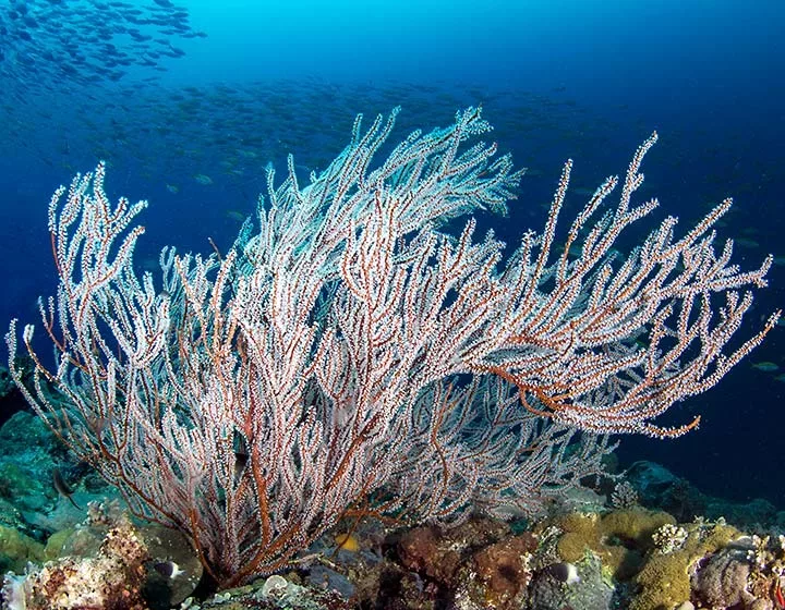 Croisière plongée aux îles Mitsio avec Diving Cattitude