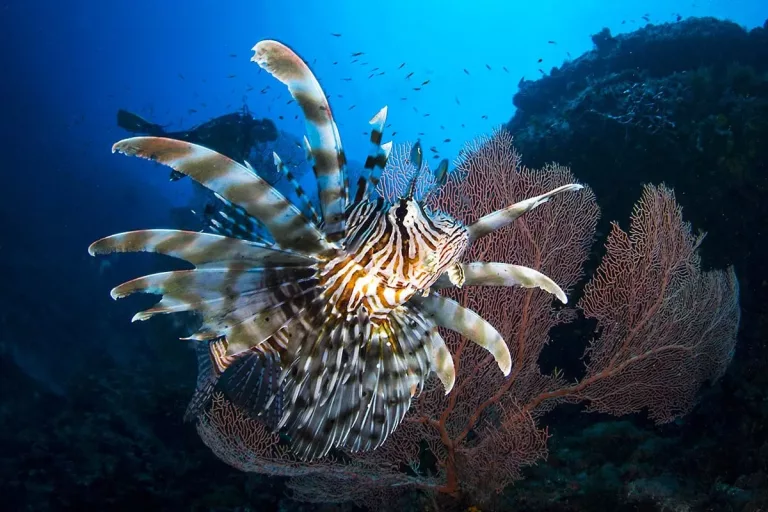 Croisière plongée aux îles Mitsio avec Diving Cattitude