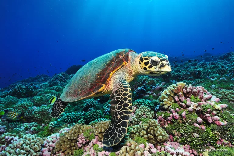 Croisière plongée à Fakarava