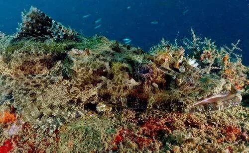 Croisière plongée à Coron